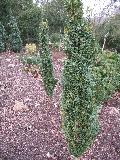 Pyramidal English Boxwood / Buxus sempervirens 